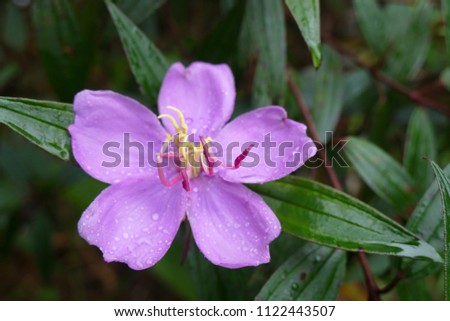 Charming blooming exotic tropical flowers on a nature background.