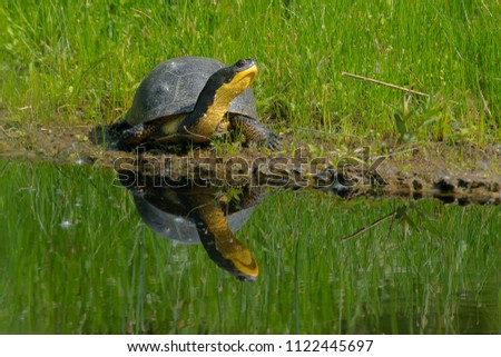 A Blanding's Turtle is basking in the sun on a floating, man made island in a pond. Don Valley Brickworks Park, Toronto, Ontario, Canada. Royalty-Free Stock Photo #1122445697