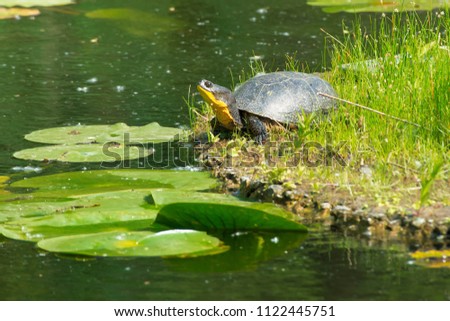 A Blanding's Turtle is basking in the sun on a floating, man made island in a pond. Don Valley Brickworks Park, Toronto, Ontario, Canada. Royalty-Free Stock Photo #1122445751