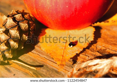 Colorful autumn still life with apple, ladybug and pine cone on sunny autumn day. Toning effect