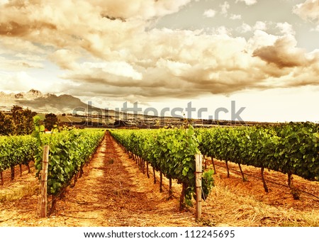 Image of grape valley, harvest season, beautiful sunset over vineyard, plantation of fruits, winery farm, retro autumn background, grapes garden landscape, agricultural countryside