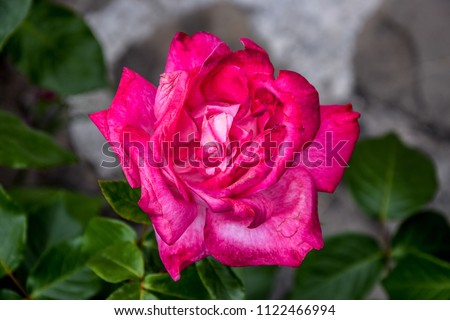 Close up picture of a pink climbing rose in a garden - spring background 