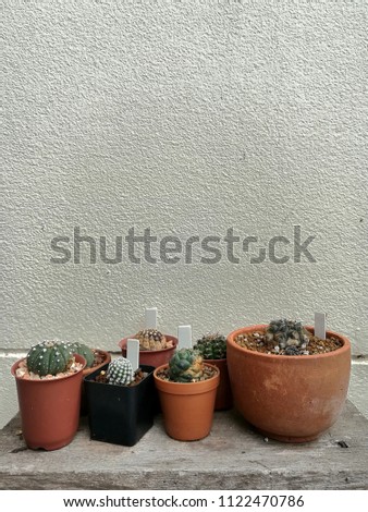  Shelf of Cactus
