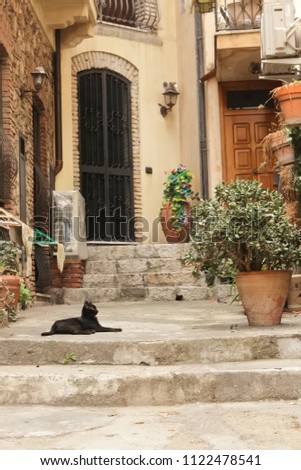 a black cat in front of the house