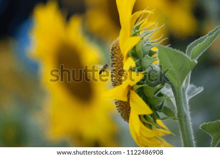 Bee and sunflower is blomming in flower grass field