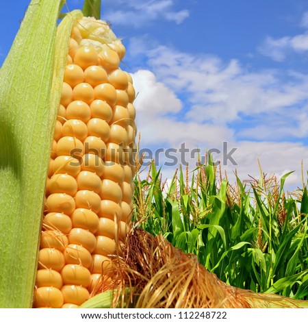 Ear of corn against a field under clouds Royalty-Free Stock Photo #112248722