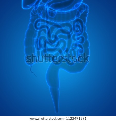 Human Digestive System Large and Small Intestine Anatomy. 3D