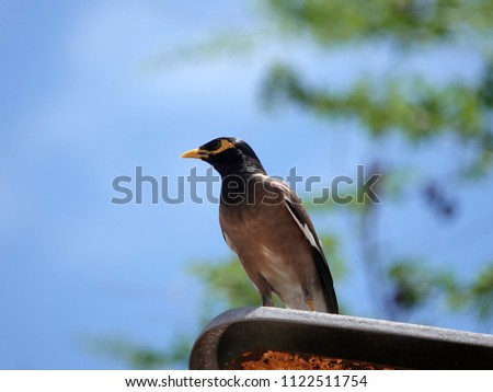 Brown Bird in a public park in Thailand. Common myna or Indian myna (Acridotheres tristis) is brown bird with a black head. It has a yellow bill, legs and bare eye skin.                       
