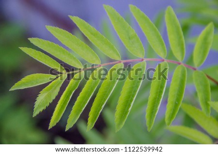 Rowan leaf macro