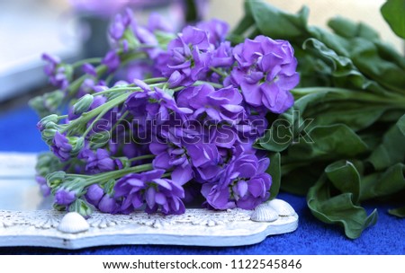 blue violet flowers of matiola or gilly flower with big green leaves on a photo frame   