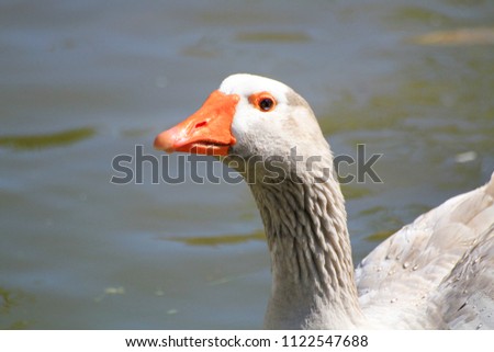 Orange Duck Lake