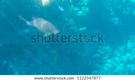 Photo of fish and corals in the red sea in Egypt.