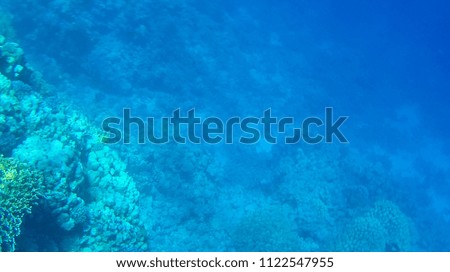 Photo of fish and corals in the red sea in Egypt.