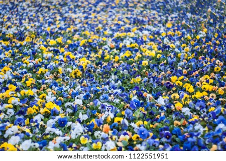 A flower bed of pansies. multicolored flower field