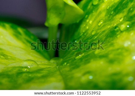 Money plant close up with rain drops close up