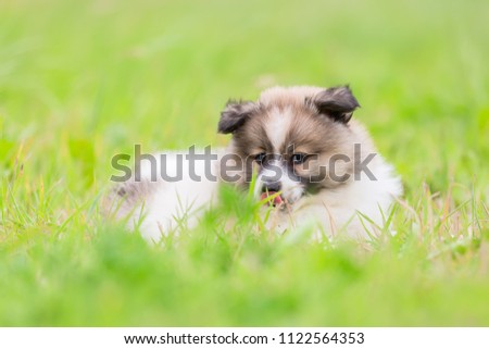 portrait picture of a cute Elo puppy on the meadow