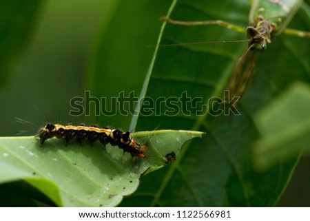 Worm Butterfly larvae on the leaf green and Mantis