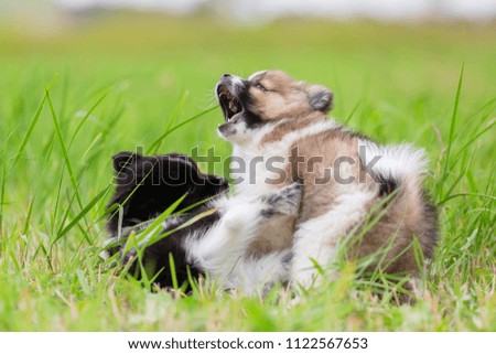 picture of two Elo puppies which are fighting in the grass