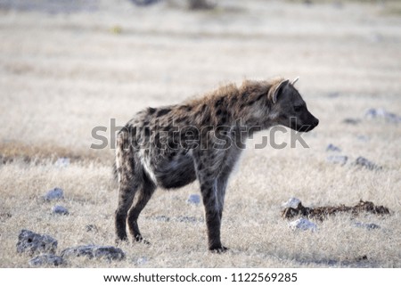 Spotted hyena, Crocuta crocuta, in waterhole, Etosha National Park, Namibia
