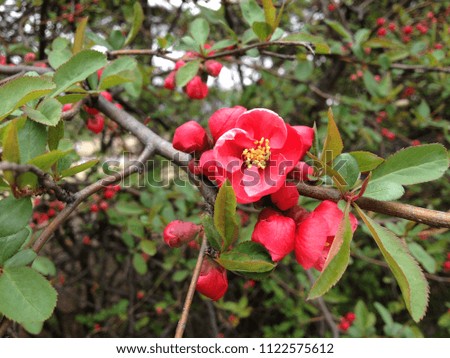 Red blossom with green leaves background at spring season in Korea