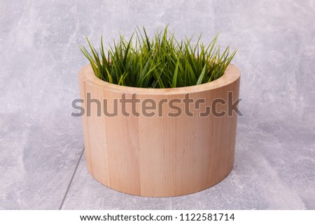 House plant in a wooden flowerpot