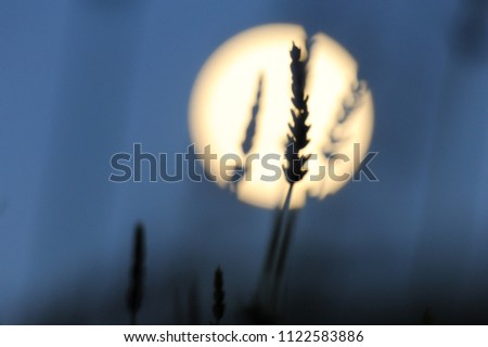 Lavender flower in evening light with the full moon background. Blurred lavender flower.
