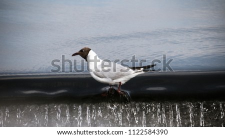 Seagull near the waterfall fishing, Central Asia