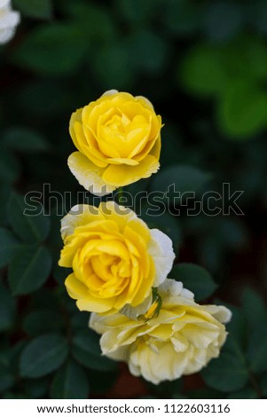 Yellow roses are the color that represent enduring and Steady love.