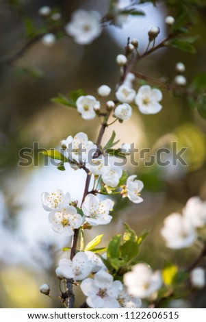 Background with plum flowers.