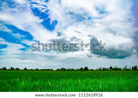 The rice field and the blue sky in Thailand