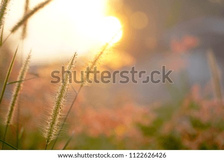 Focus field of grass in the morning with Sunlight. Feel fresh. Time to relax. Beautiful natural background. Can be use for postcard, advertising. Sweet. Copy space.