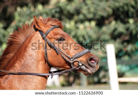 Brown Horse Head Portrait Photo with Blurred Background 