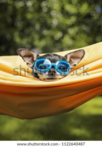 cute chihuahua in a hammock outside in the sun on a hot summer day