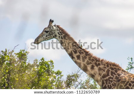 Giraffe in the wilderness