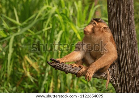 Monkey in his typical enviroment - tropical forest in Indonesia - on Borneo island
