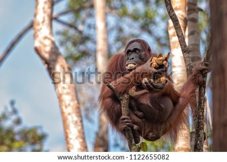 Female orangutan (orang-utan) with bananas  in his natural environment in the rainforest on Borneo (Kalimantan) island with trees and palms behind.