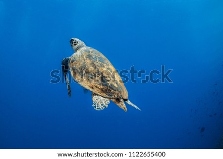 Hawksbill turtle (Eretmochelys imbricata) swimming away from the camera into the open water.