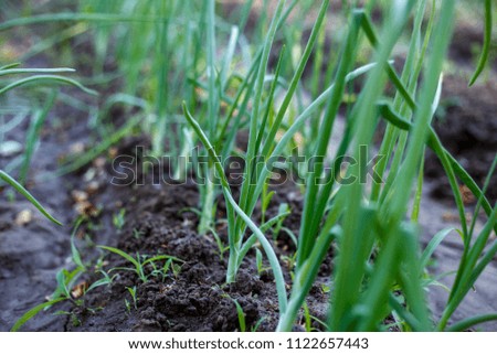 onion growing in the open ground, the leaves of the onions in the garden to grow onions in the garden