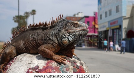 A rust colored Green Iguana is displayed as a tourist attraction on the Venice Beach Ocean Front Walk promenade                            