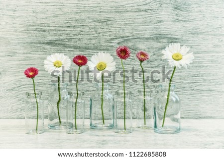 Summer creative still life in minimal style. White and pink Marguerite daisy flowers in small glass bottles on light grey background. Vintage tone