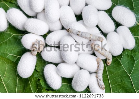 Silk cocoon with pupa on leaf mulberry in farm Royalty-Free Stock Photo #1122691733