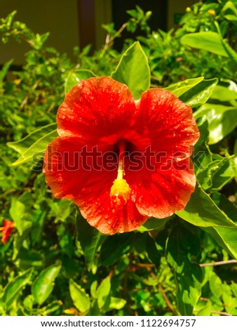 Red Hawaiian flower