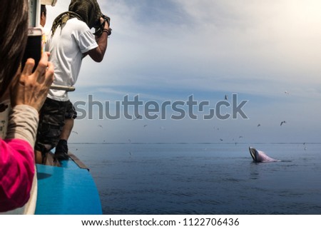 Travelers are taking pictures of a Bryde's whale.