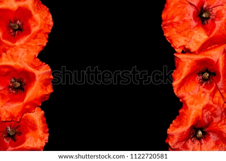 Red Poppies on A Black Background in the Shape of a Border Frame