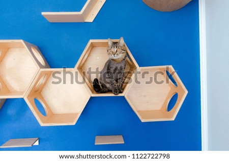 decoration for rooms and cats