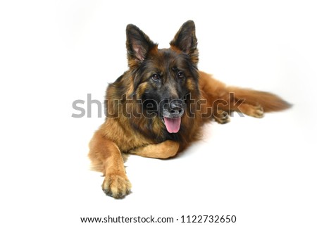 Long coat German Shepherd red and black isolated on white background