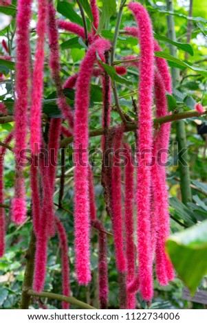 Red-hot cat tail plant, Acalypha hispida euphorbiaceae from new guinea