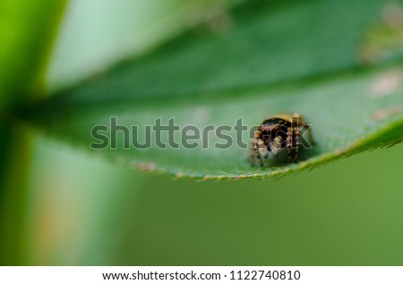 A picture of jumping spider on the leave