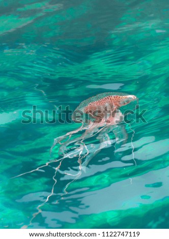 Jellyfish in the Mediterranean