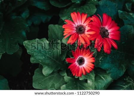 Colorful autumnal chrysanthemum flower as background picture.Soft and emotional tone.Selective focus.